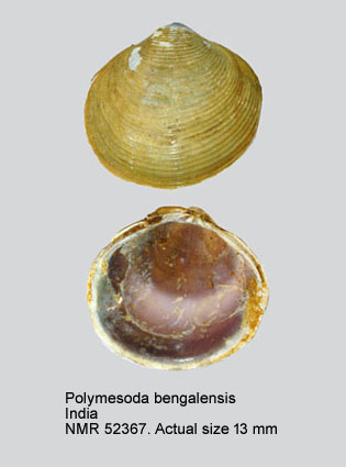 Polymesoda bengalensis (3).jpg - Polymesoda bengalensis(Lamarck,1818)